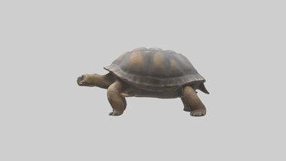 Galapagos Giant Tortoise walking model 3D model