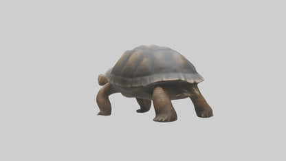 Galapagos Giant Tortoise walking model 3D model