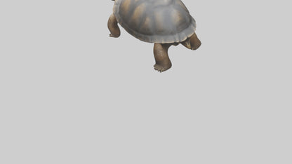 Galapagos Giant Tortoise walking model 3D model