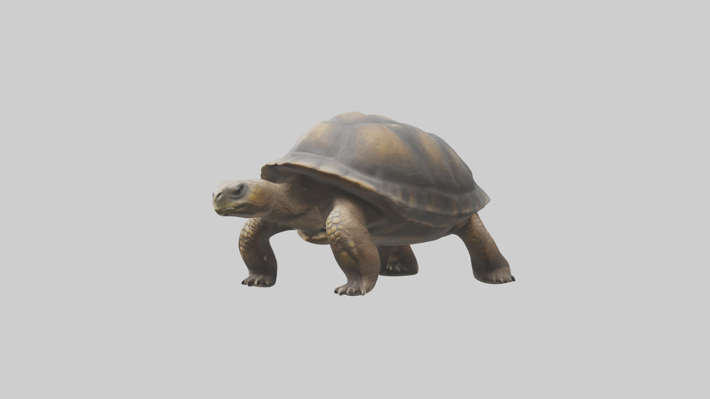Galapagos Giant Tortoise walking model 3D model