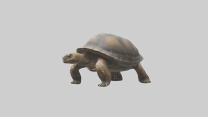 Galapagos Giant Tortoise walking model 3D model