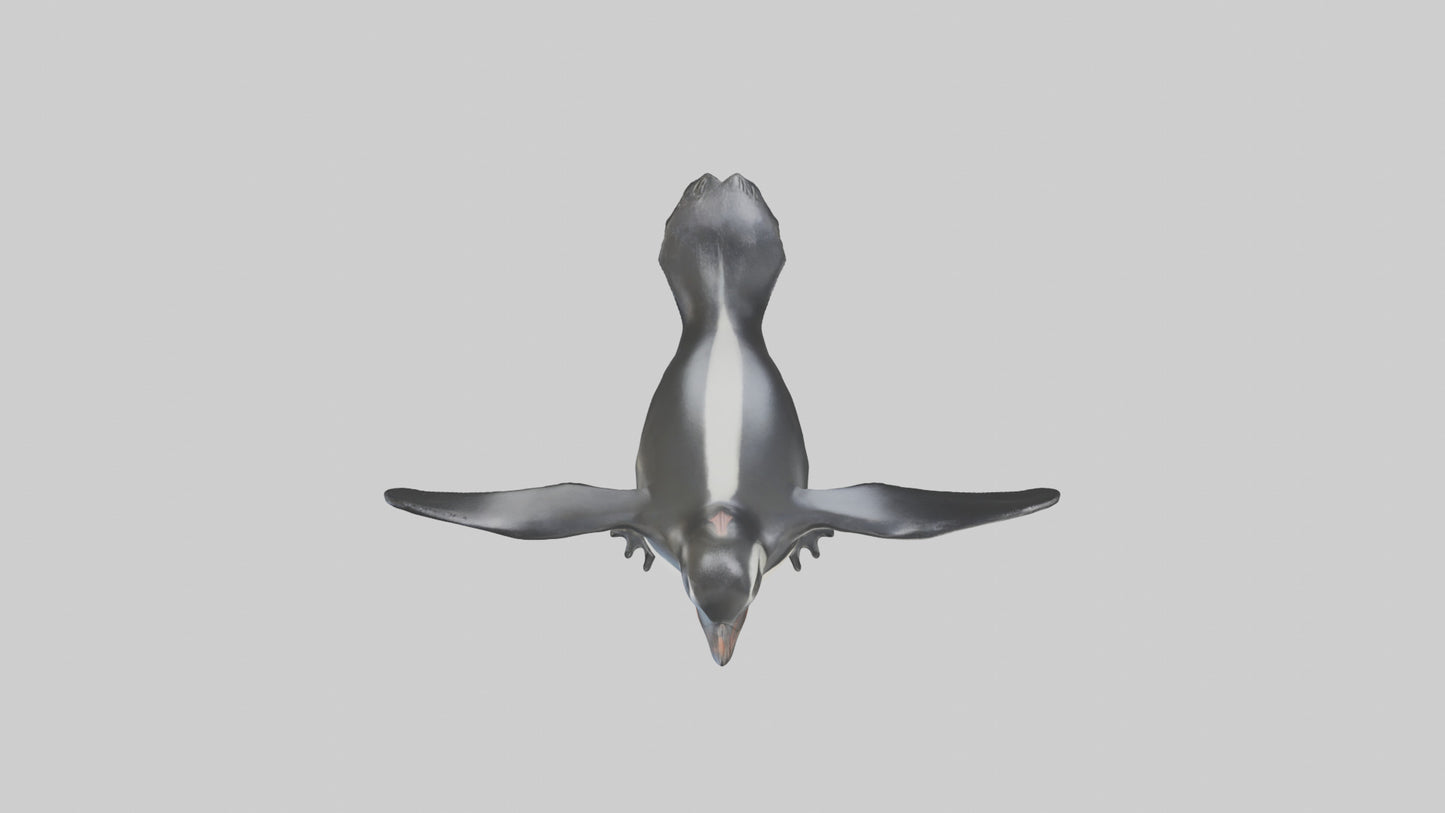 Galapagos Penguin sliding model VR / AR / low-poly