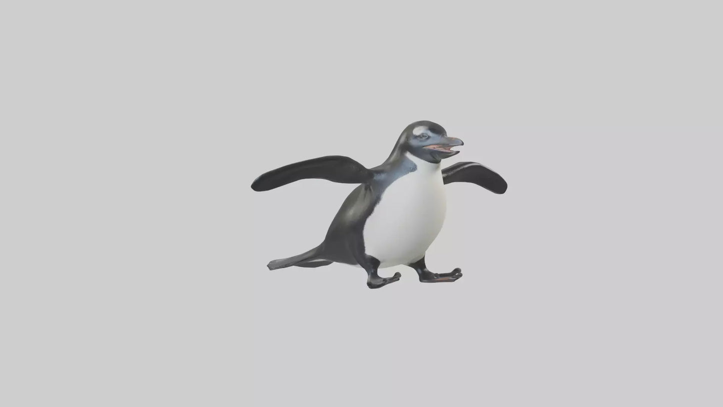 Galapagos Penguin sliding model VR / AR / low-poly