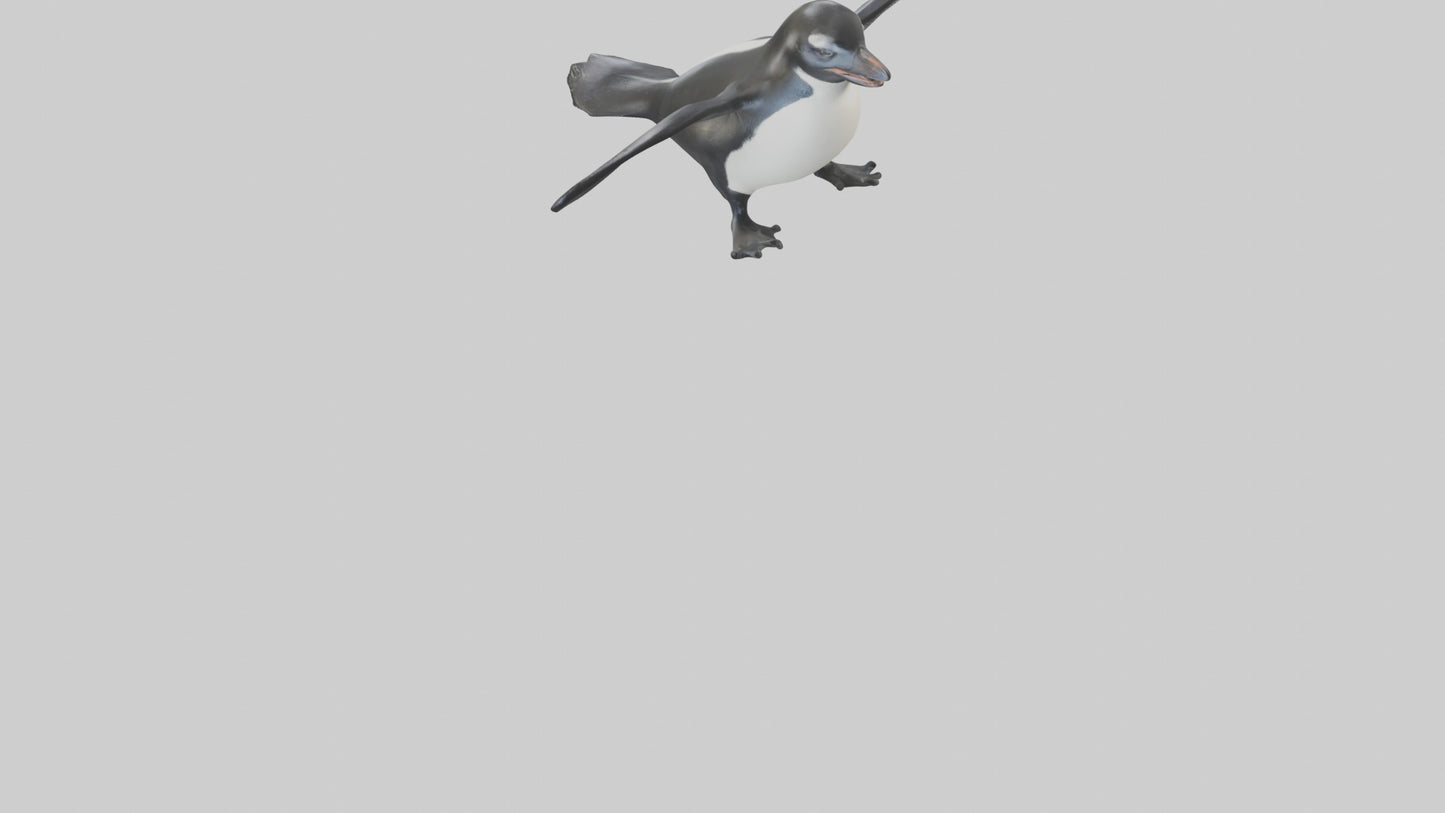 Galapagos Penguin sliding model VR / AR / low-poly