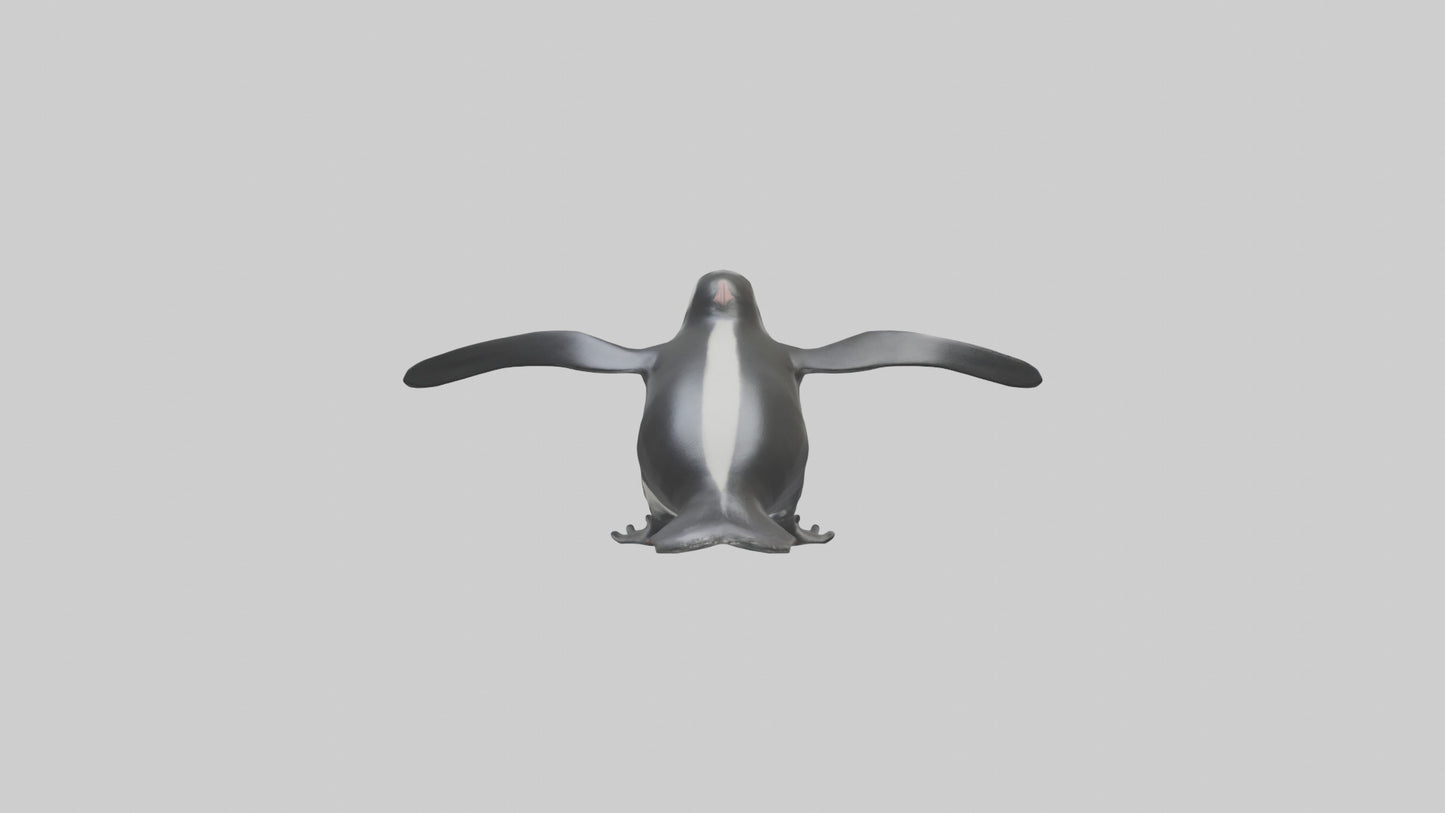 Galapagos Penguin sliding model VR / AR / low-poly