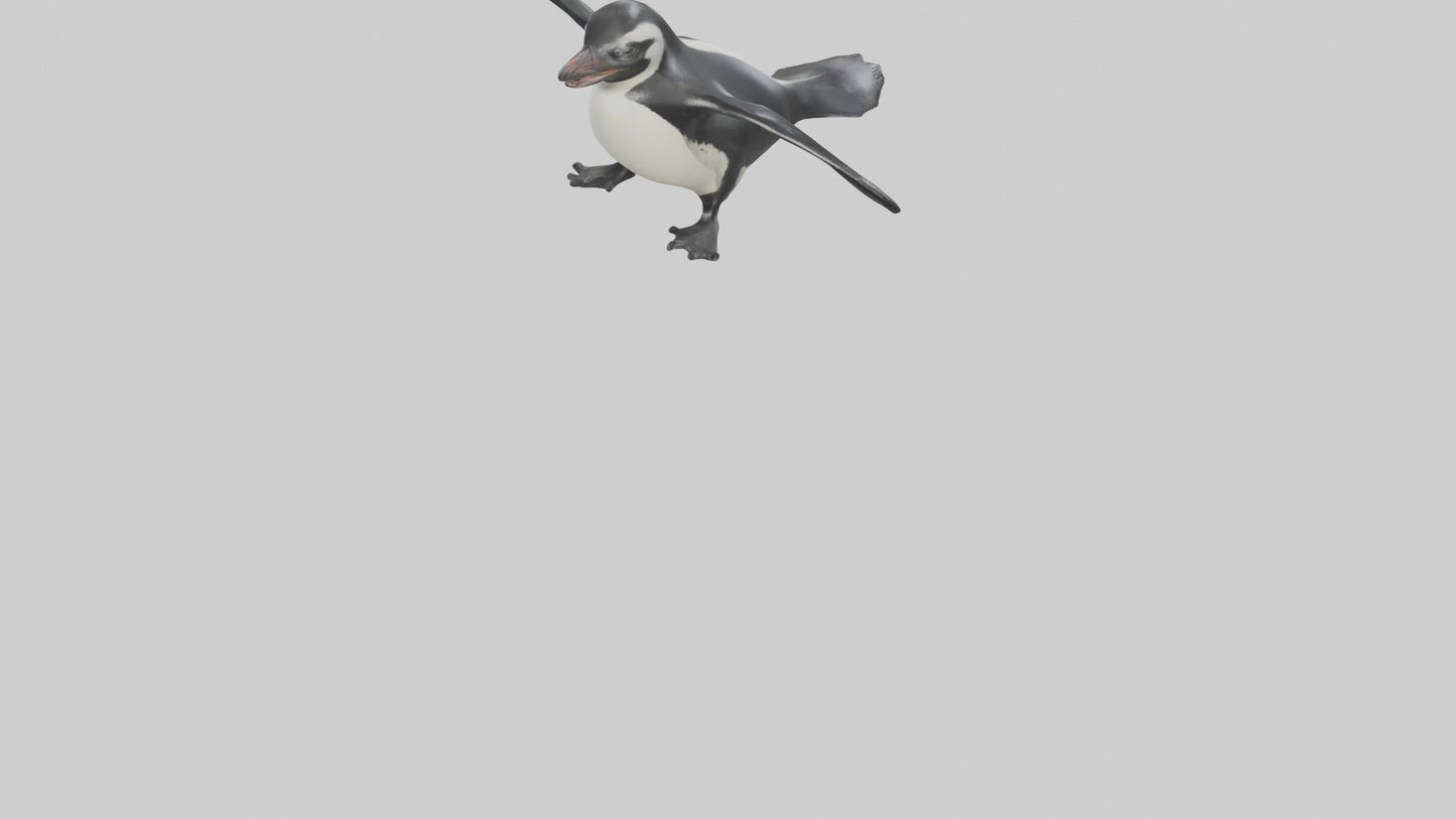 Galapagos Penguin sliding model VR / AR / low-poly