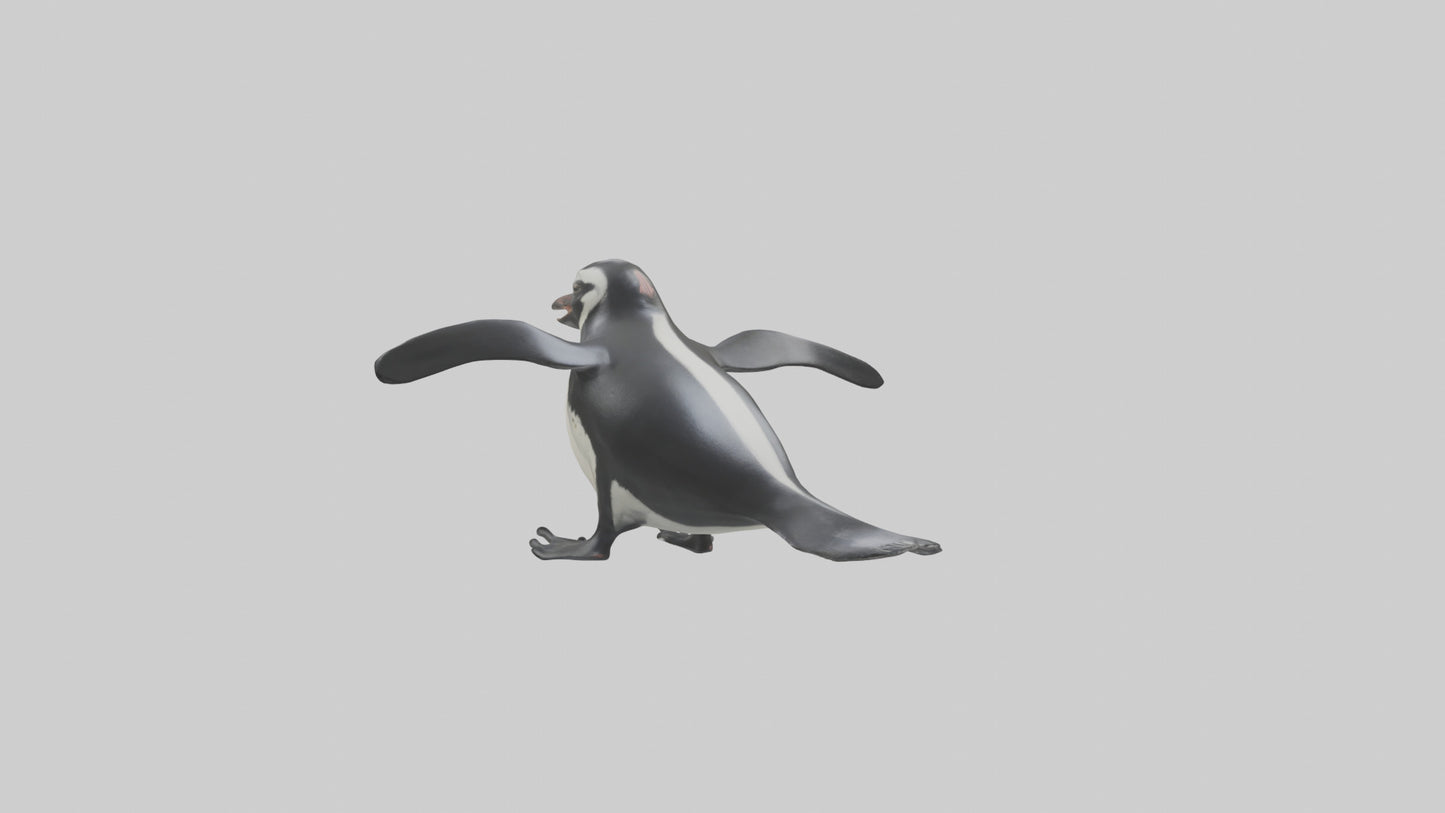 Galapagos Penguin sliding model VR / AR / low-poly