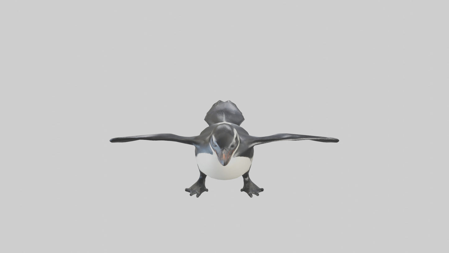 Galapagos Penguin sliding model VR / AR / low-poly