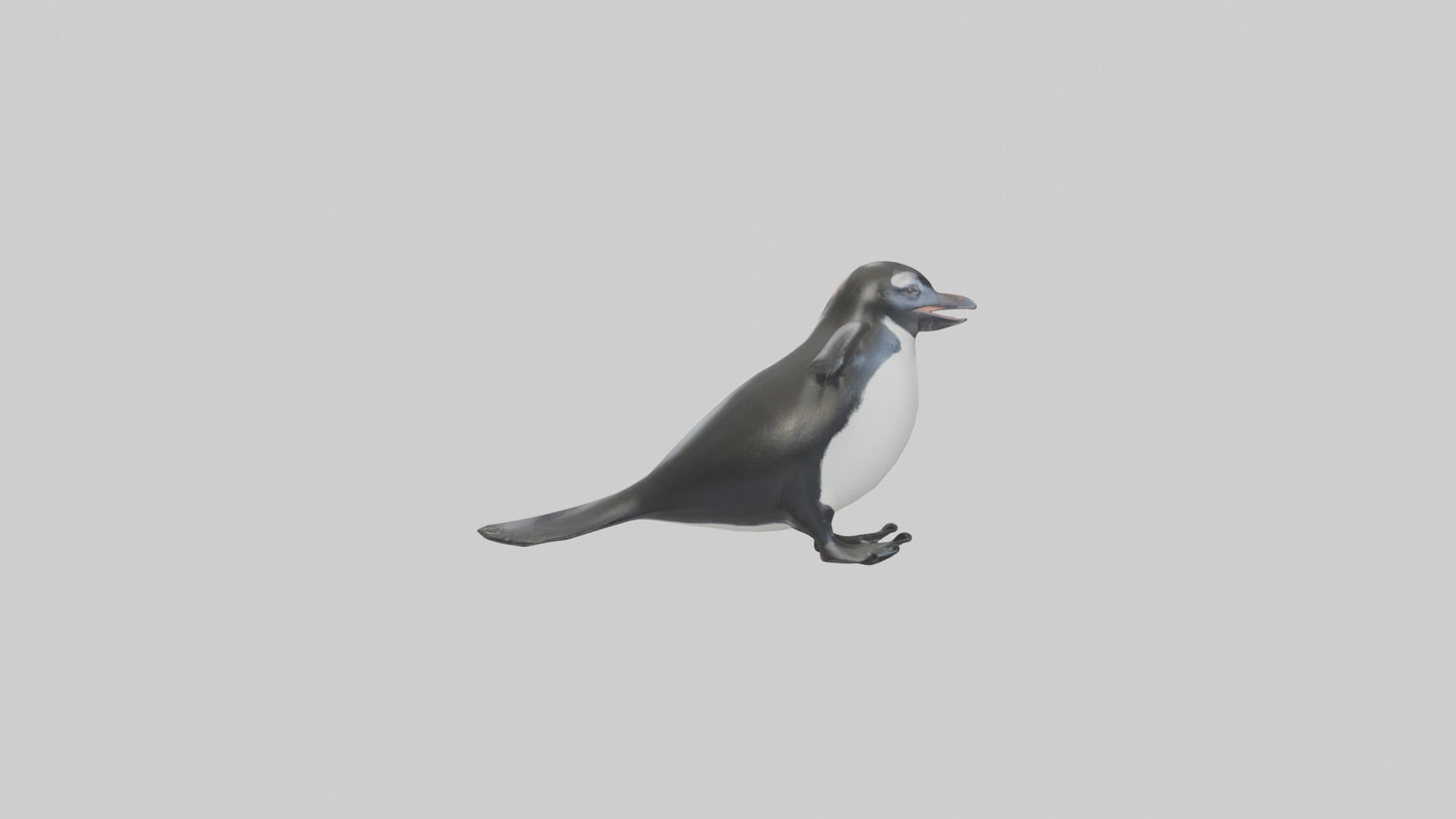 Galapagos Penguin sliding model VR / AR / low-poly