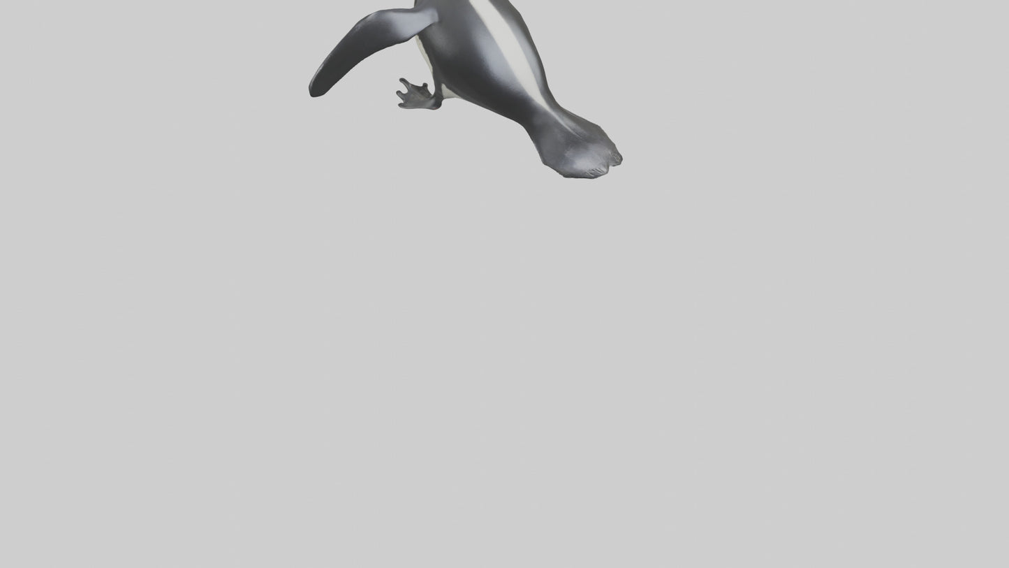 Galapagos Penguin sliding model VR / AR / low-poly