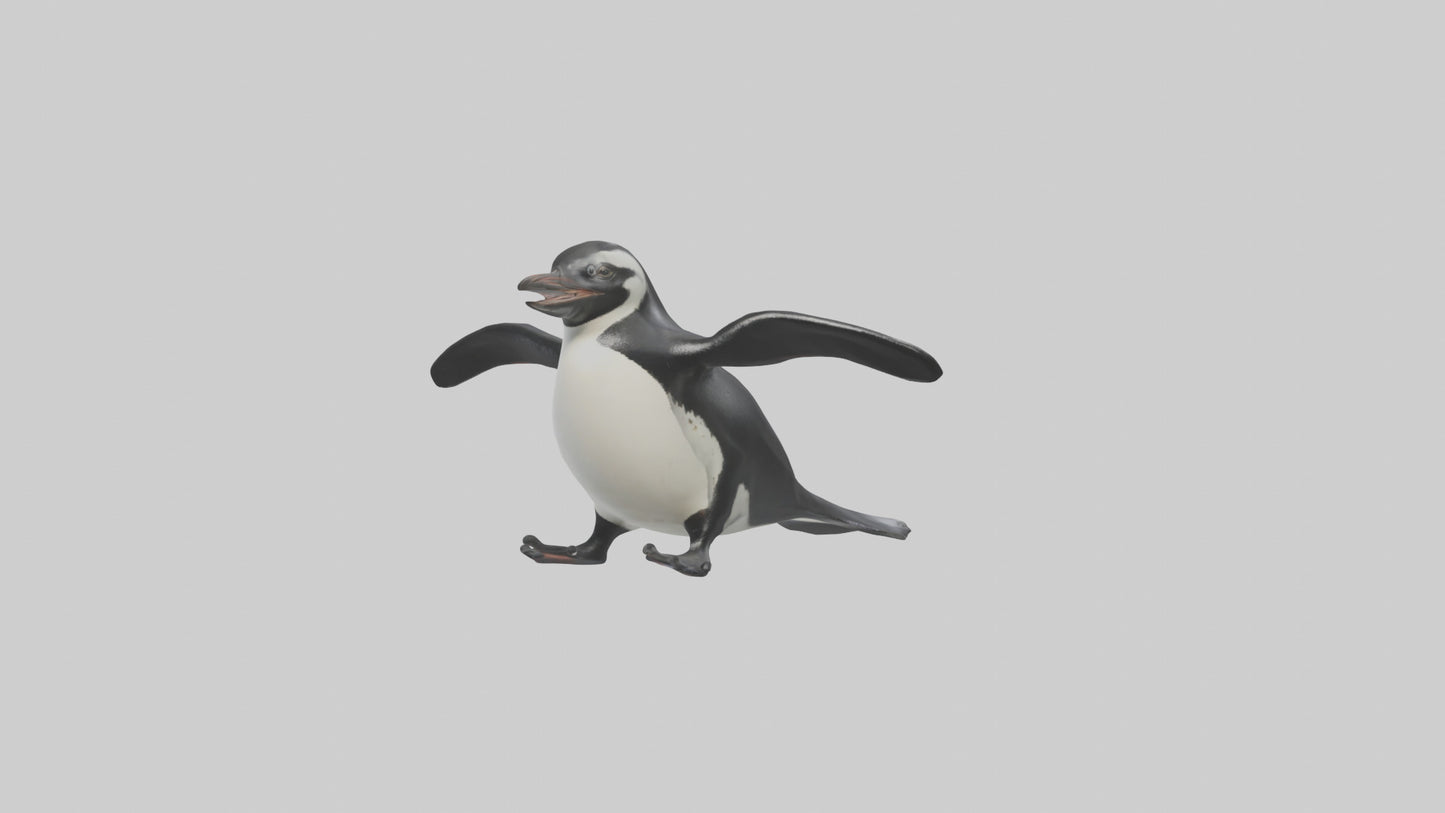 Galapagos Penguin sliding model VR / AR / low-poly