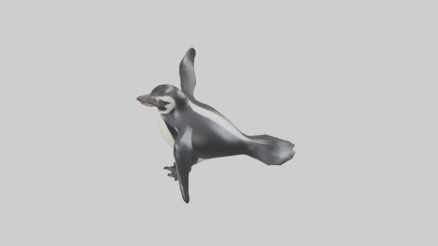 Galapagos Penguin sliding model VR / AR / low-poly