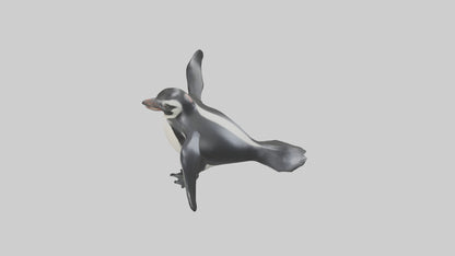 Galapagos Penguin sliding model VR / AR / low-poly