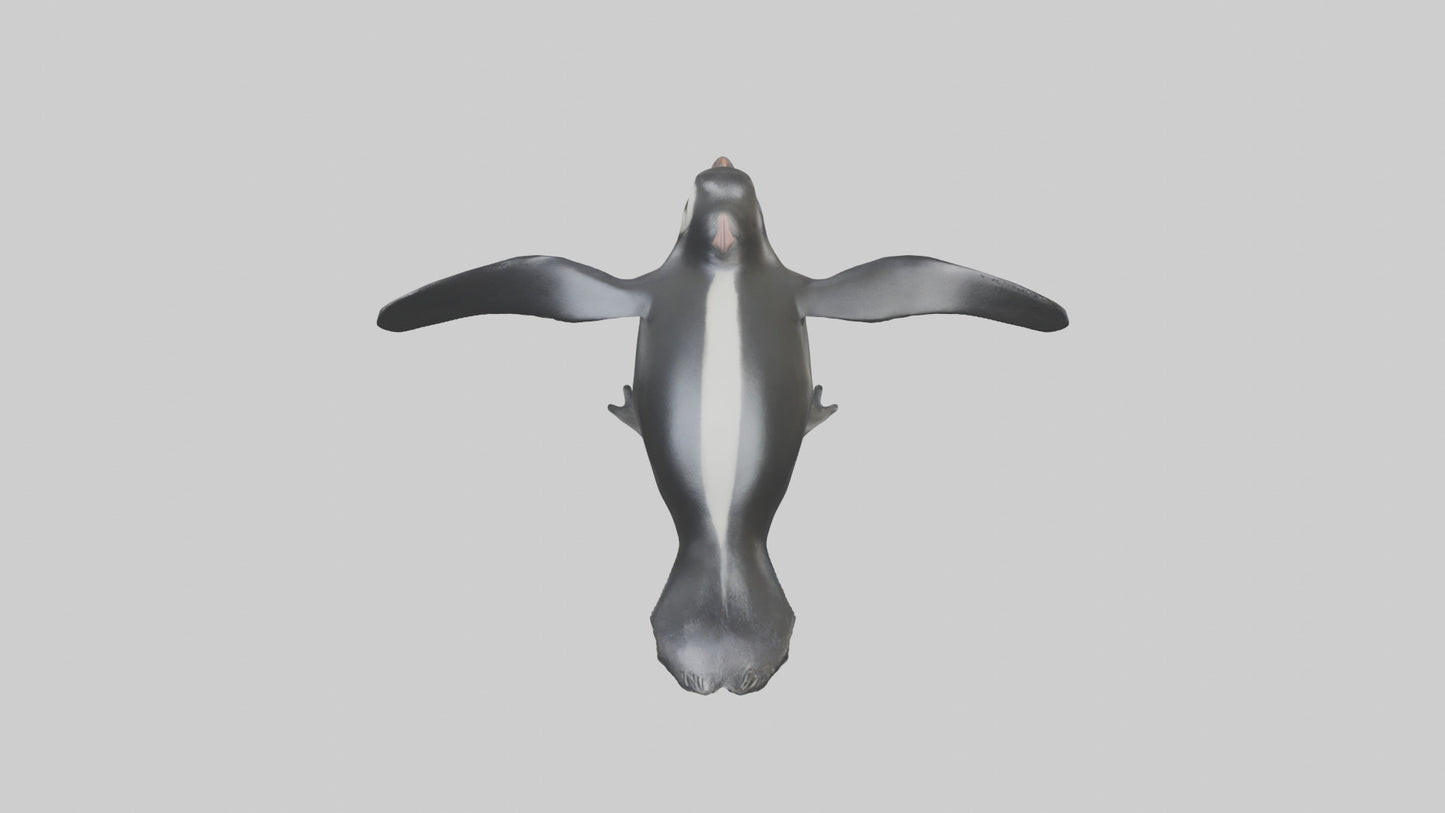 Galapagos Penguin sliding model VR / AR / low-poly