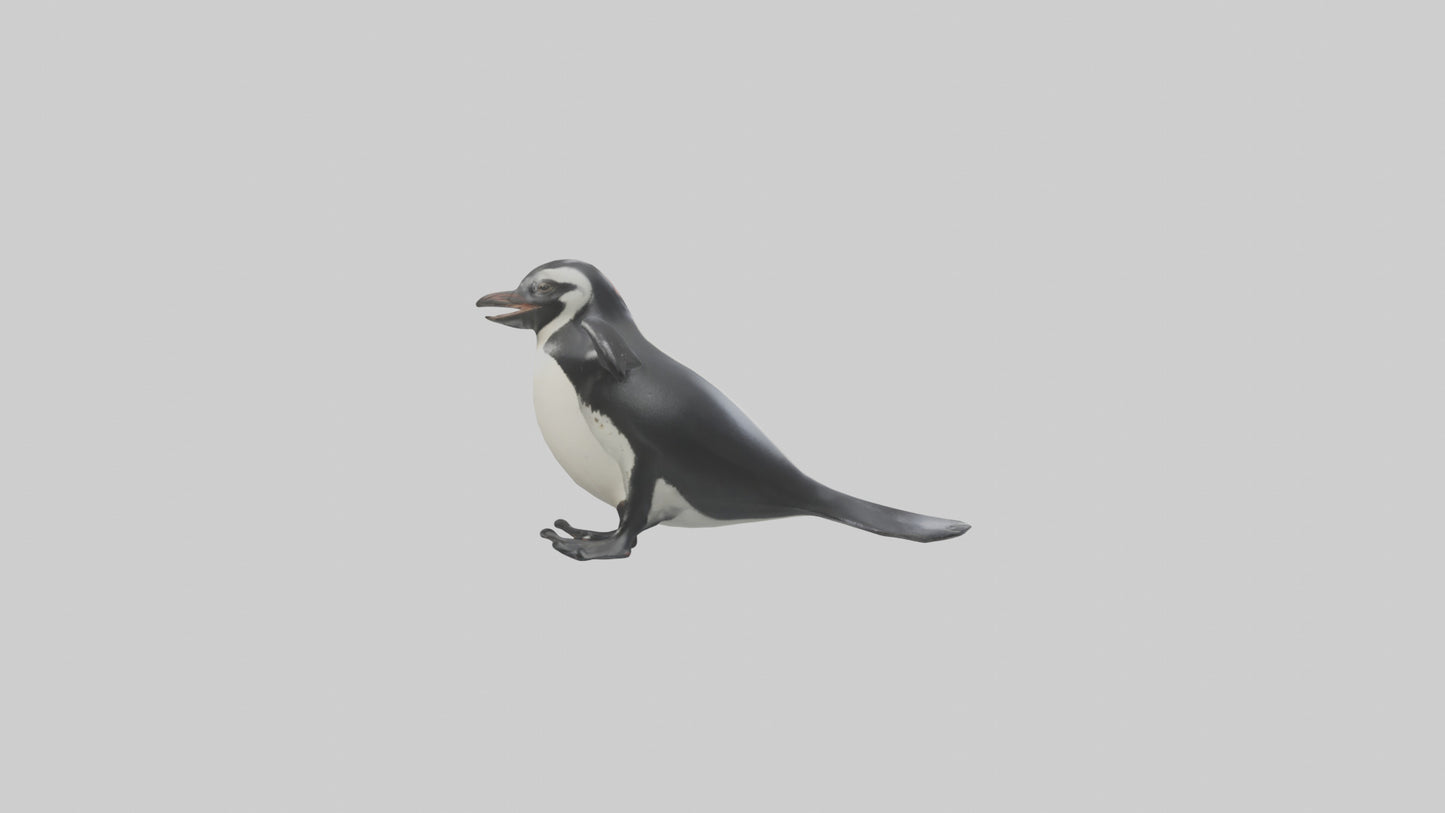 Galapagos Penguin sliding model VR / AR / low-poly