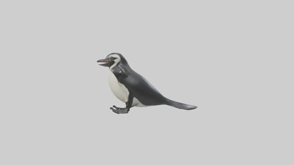 Galapagos Penguin sliding model VR / AR / low-poly
