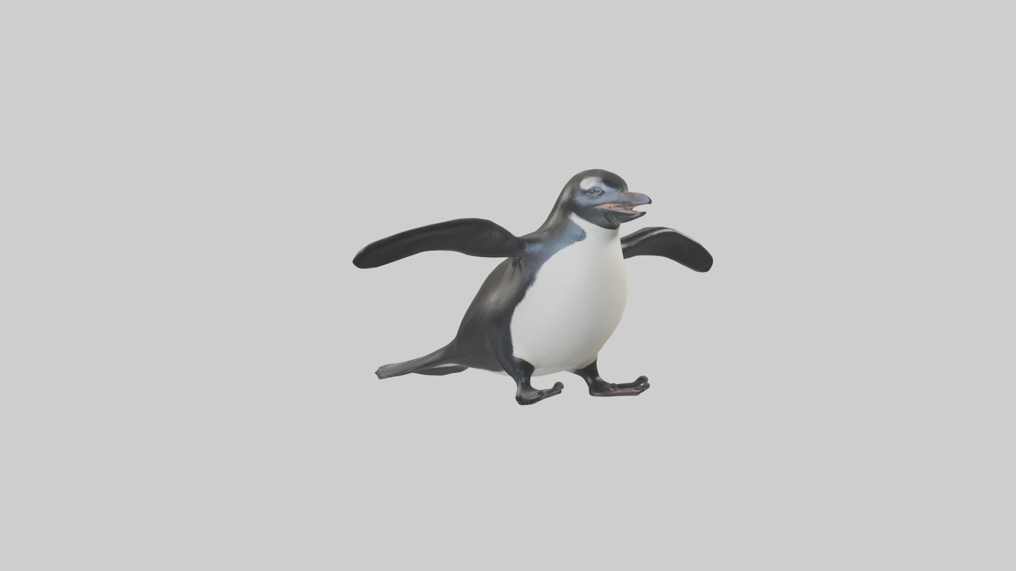 Galapagos Penguin sliding model VR / AR / low-poly