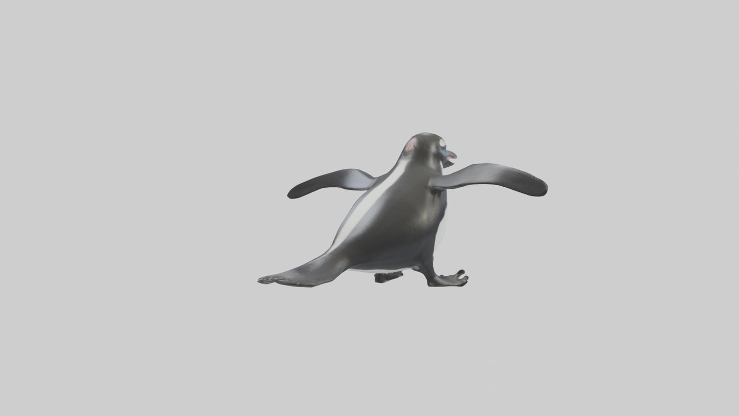 Galapagos Penguin sliding model VR / AR / low-poly