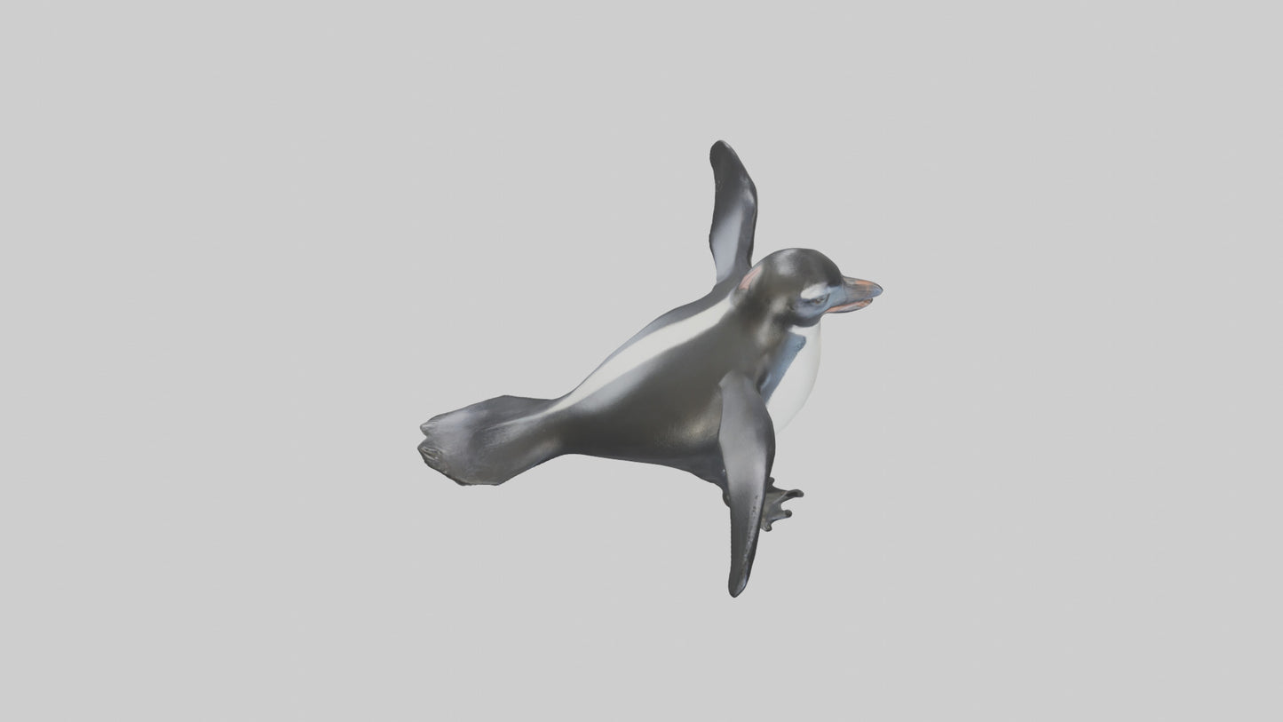 Galapagos Penguin sliding model VR / AR / low-poly