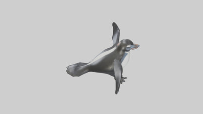 Galapagos Penguin sliding model VR / AR / low-poly