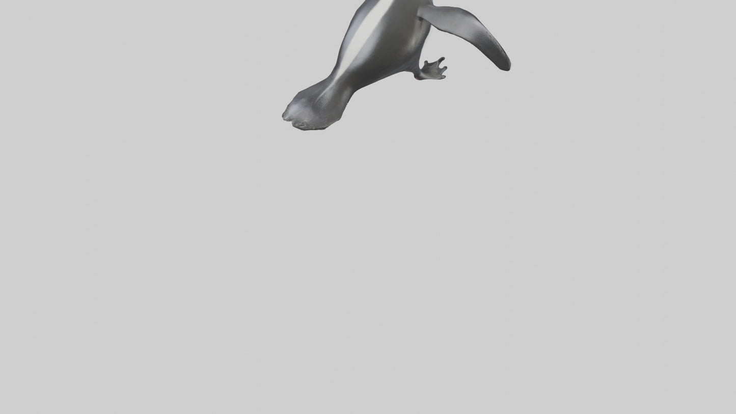 Galapagos Penguin sliding model VR / AR / low-poly