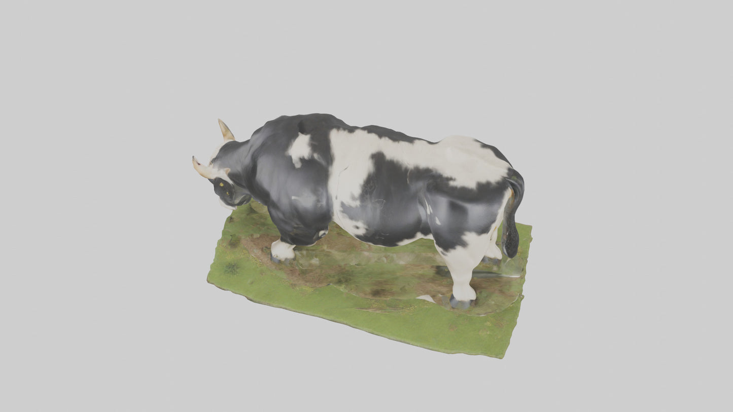 Galloway Cow grazing model 3D model