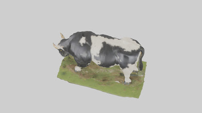 Galloway Cow grazing model 3D model
