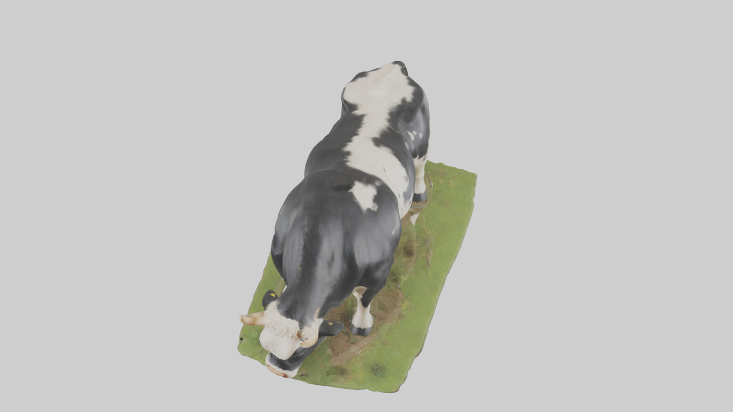 Galloway Cow grazing model 3D model