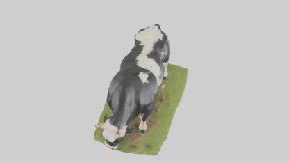 Galloway Cow grazing model 3D model