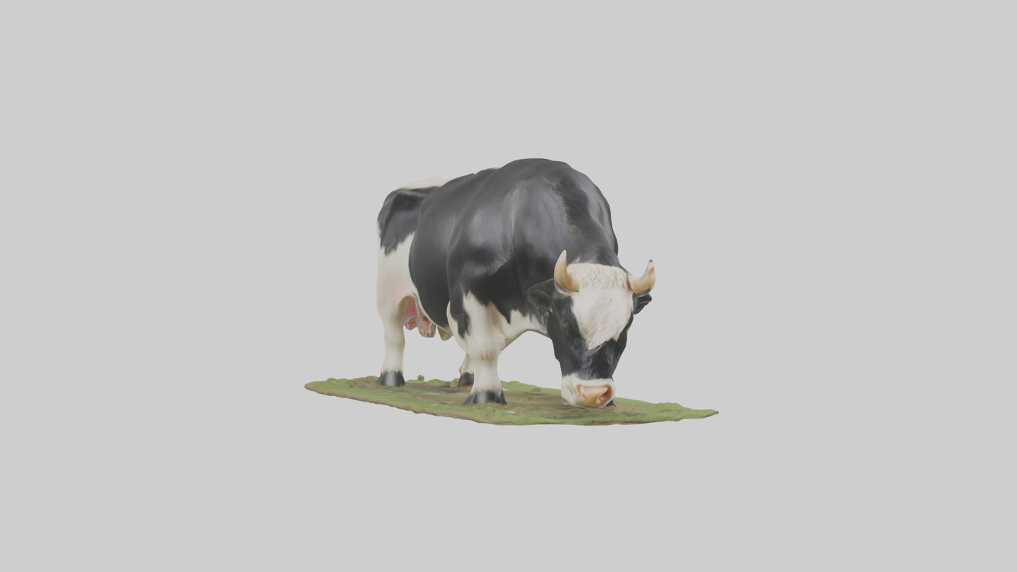 Galloway Cow grazing model 3D model