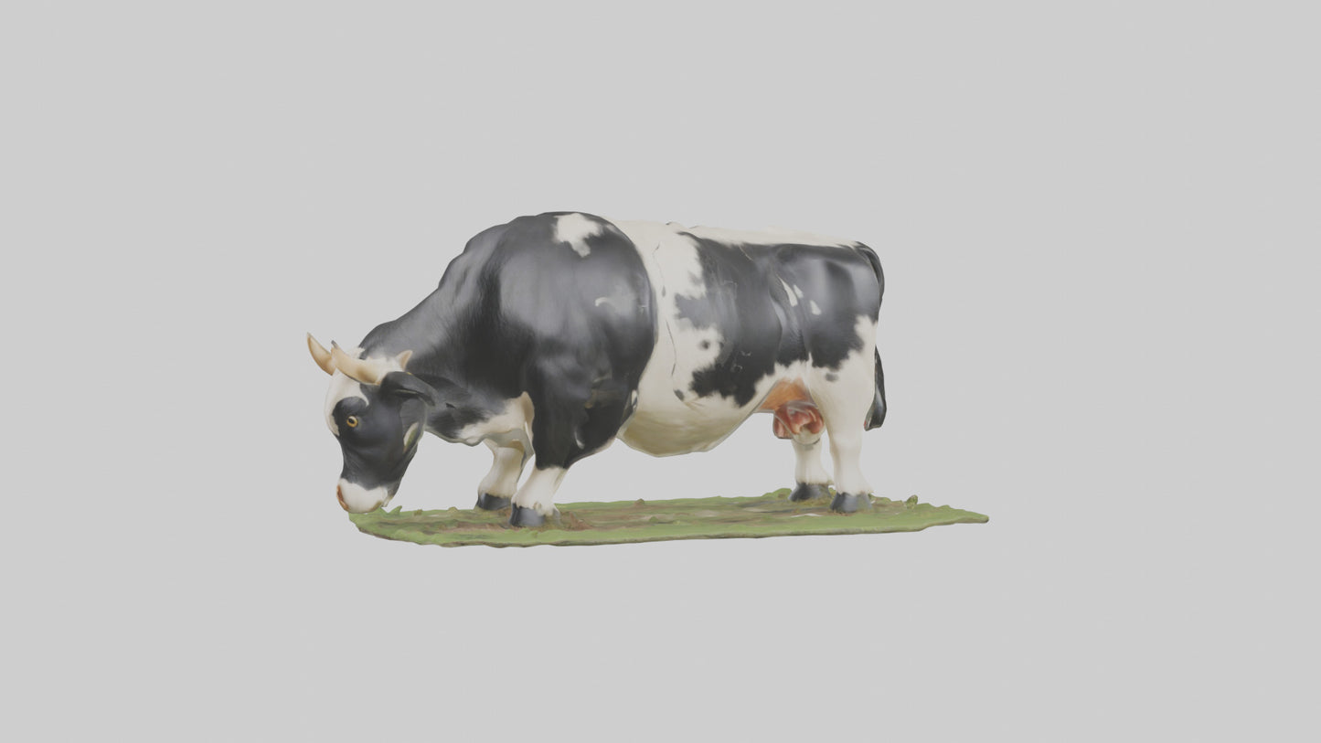 Galloway Cow grazing model 3D model