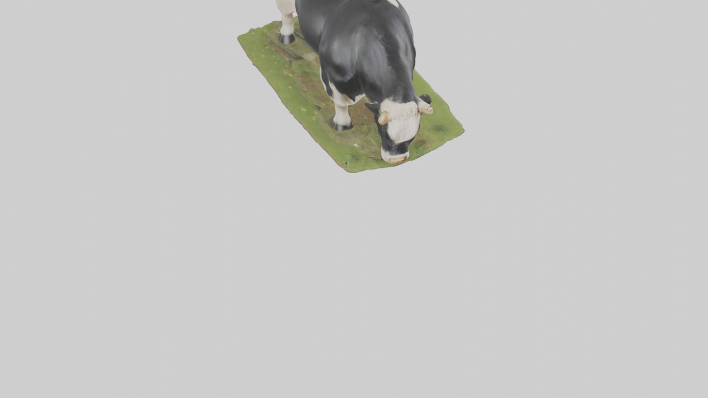 Galloway Cow grazing model 3D model
