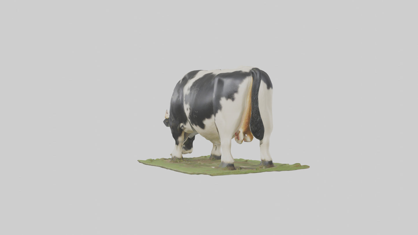 Galloway Cow grazing model 3D model