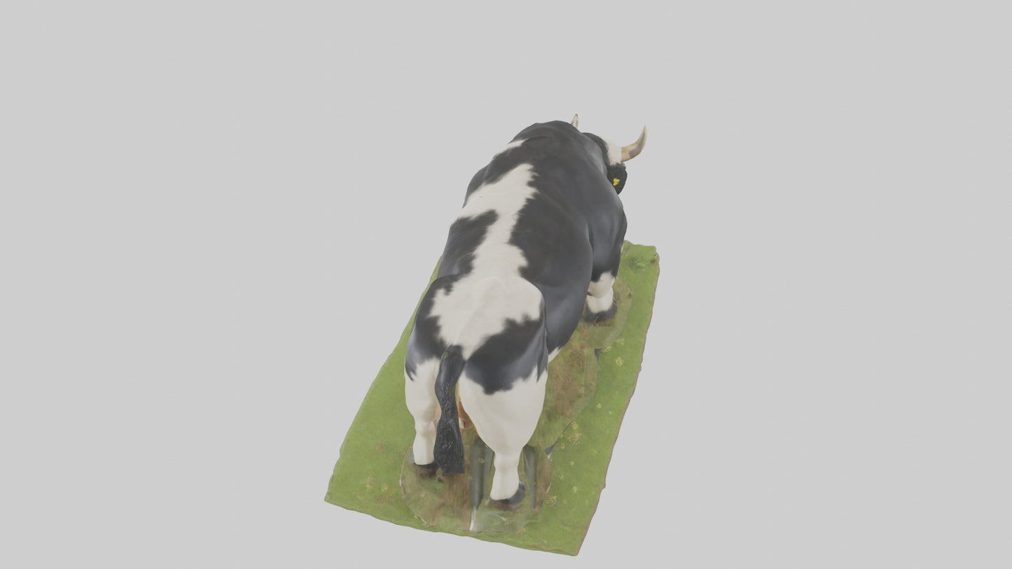 Galloway Cow grazing model 3D model