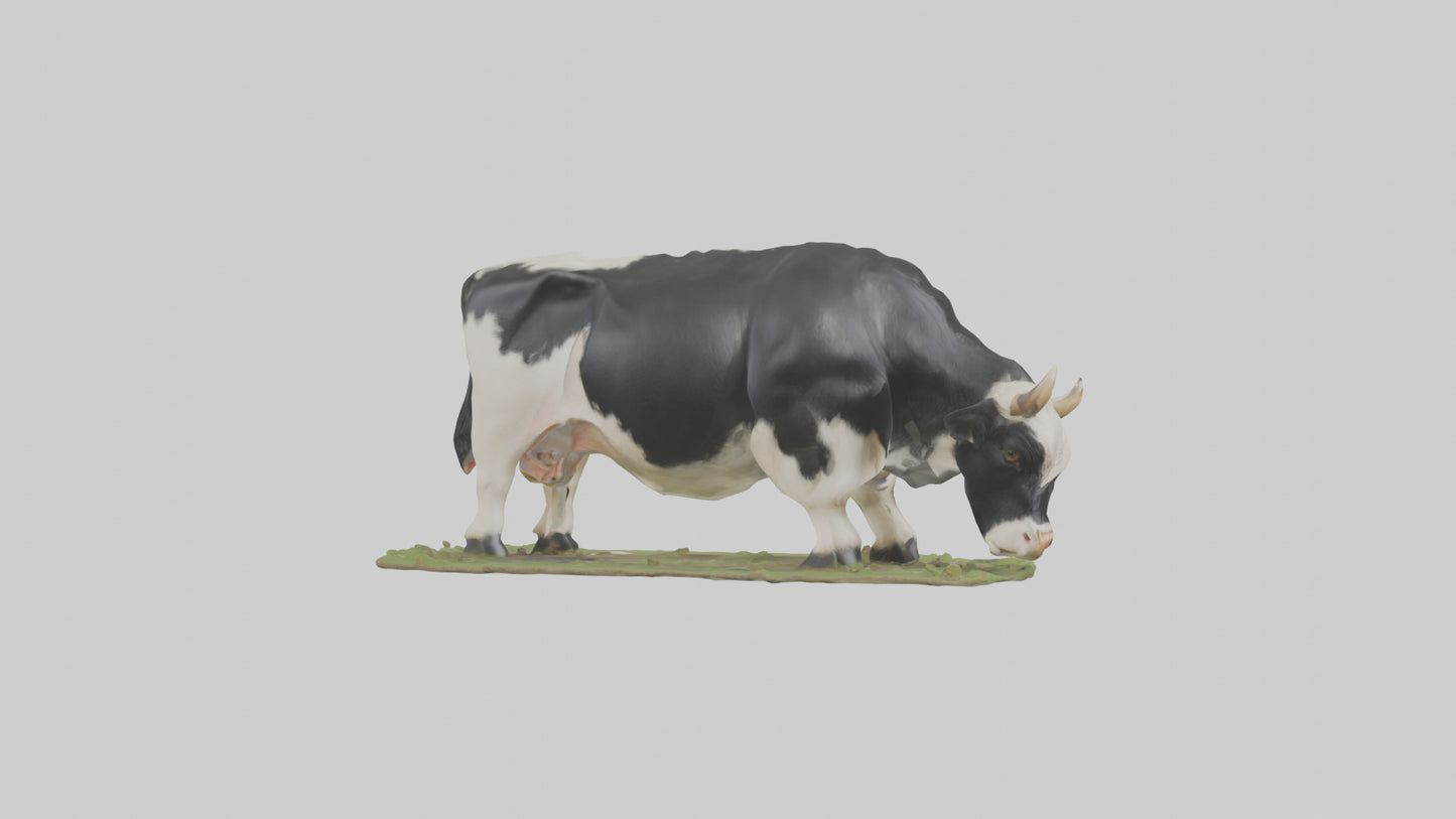 Galloway Cow grazing model 3D model
