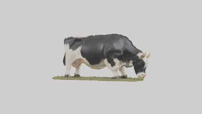 Galloway Cow grazing model 3D model