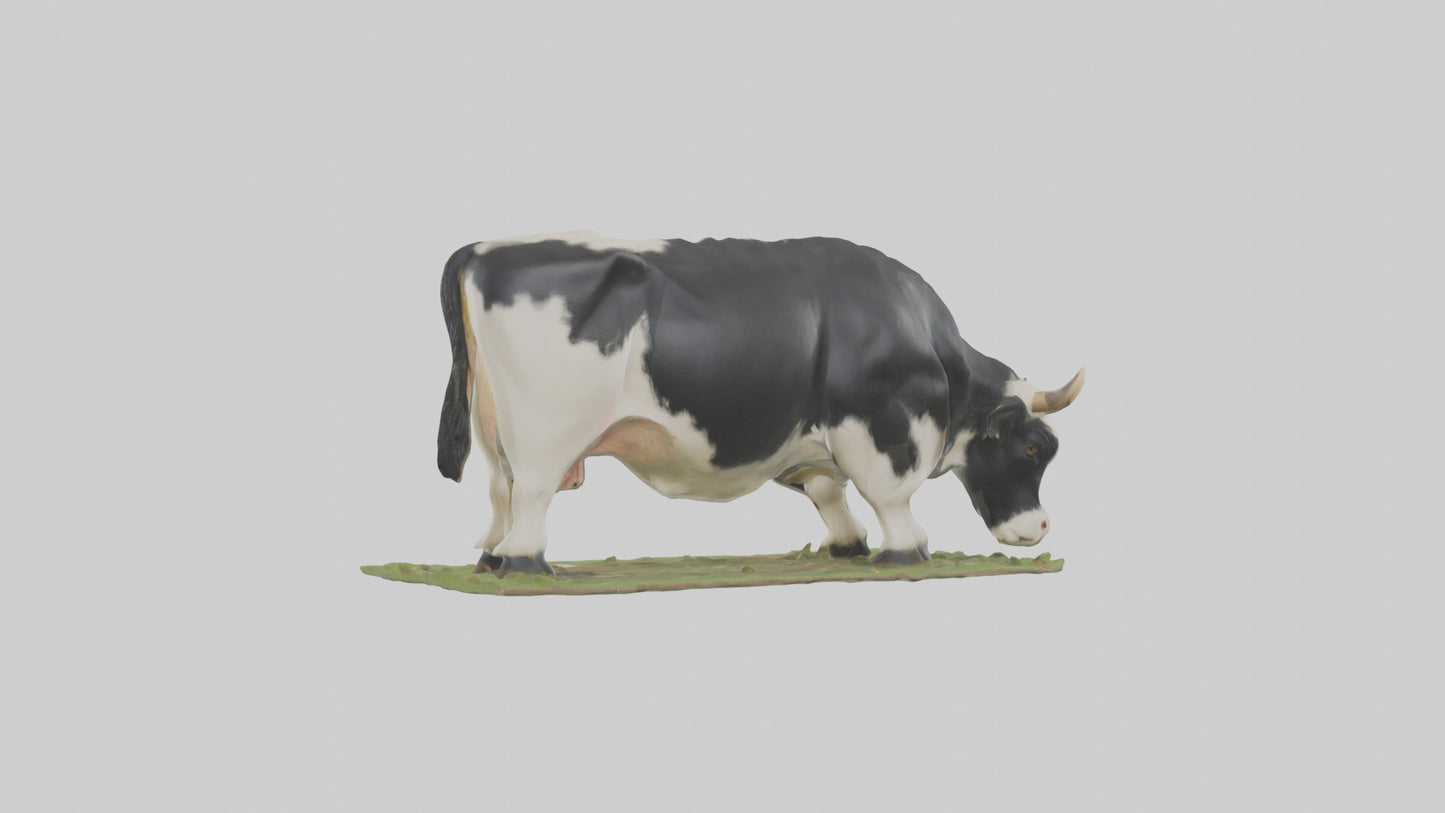 Galloway Cow grazing model 3D model