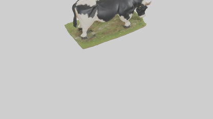 Galloway Cow grazing model 3D model