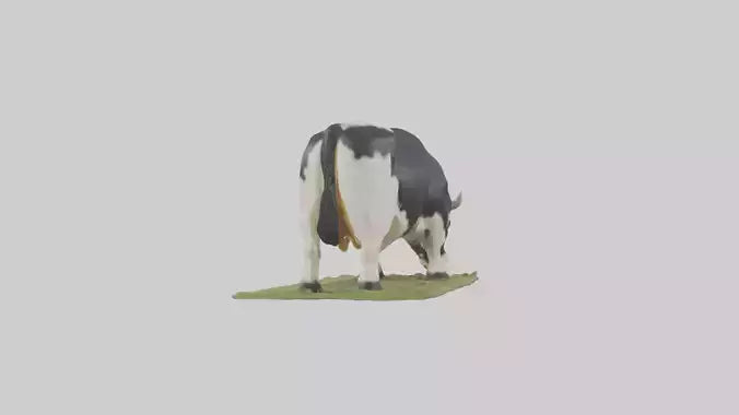 Galloway Cow grazing model 3D model