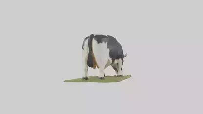 Galloway Cow grazing model 3D model