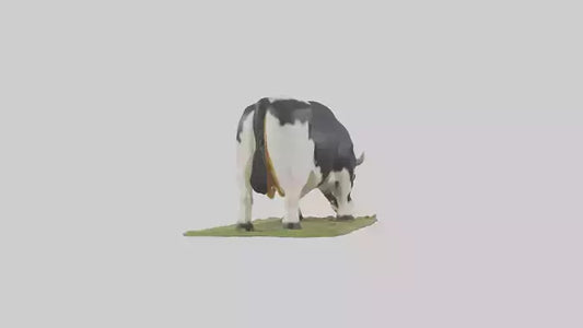 Galloway Cow grazing model 3D model