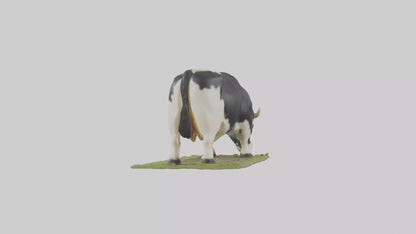 Galloway Cow grazing model 3D model