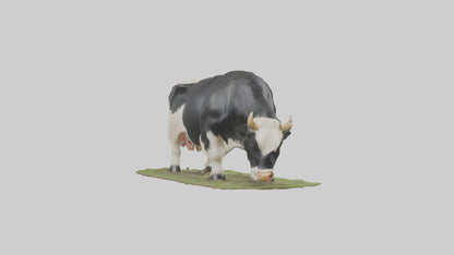 Galloway Cow grazing model 3D model
