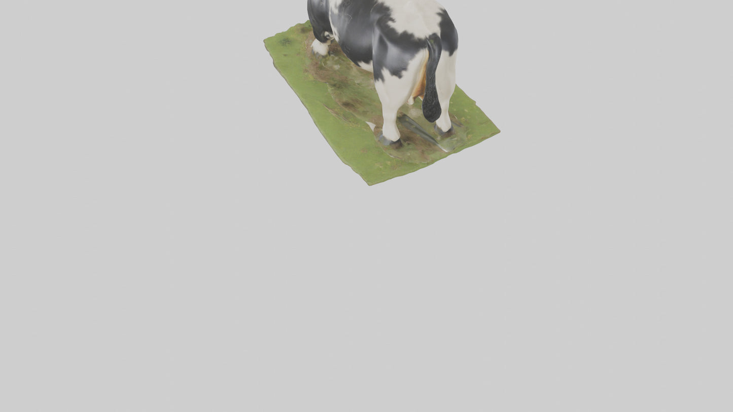 Galloway Cow grazing model 3D model