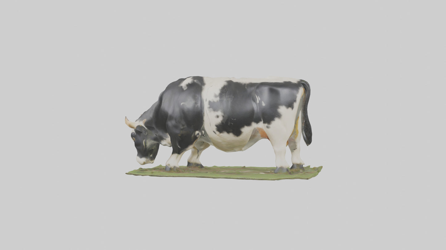 Galloway Cow grazing model 3D model