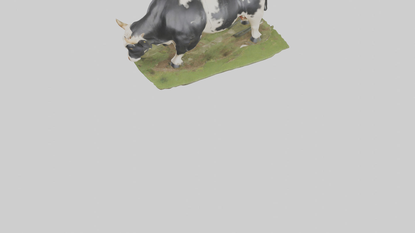 Galloway Cow grazing model 3D model