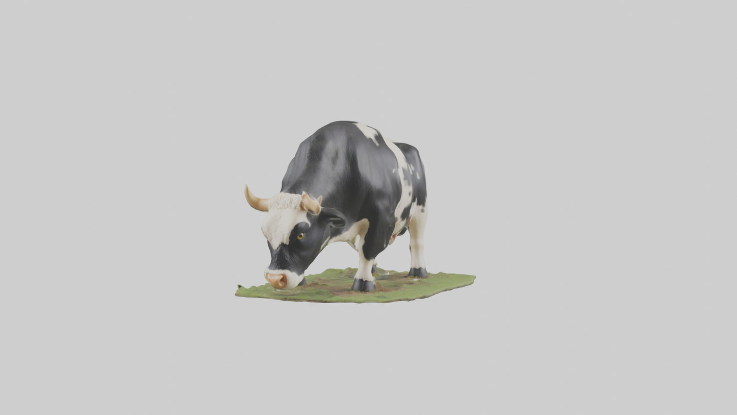 Galloway Cow grazing model 3D model