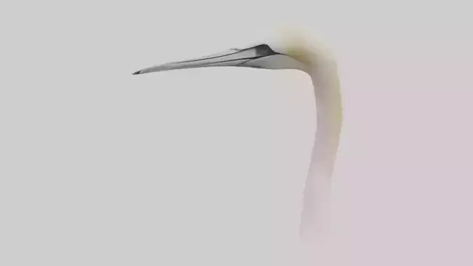 3D model Gannet Beak VR / AR / low-poly