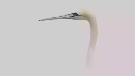 3D model Gannet Beak VR / AR / low-poly