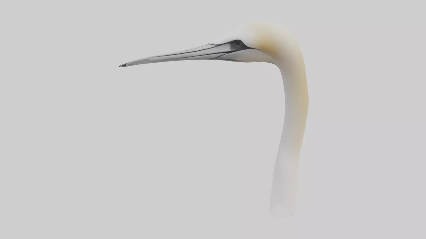 3D model Gannet Beak VR / AR / low-poly